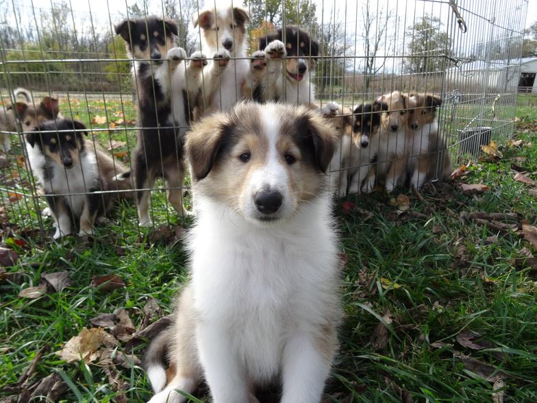 collie dog puppies for sale