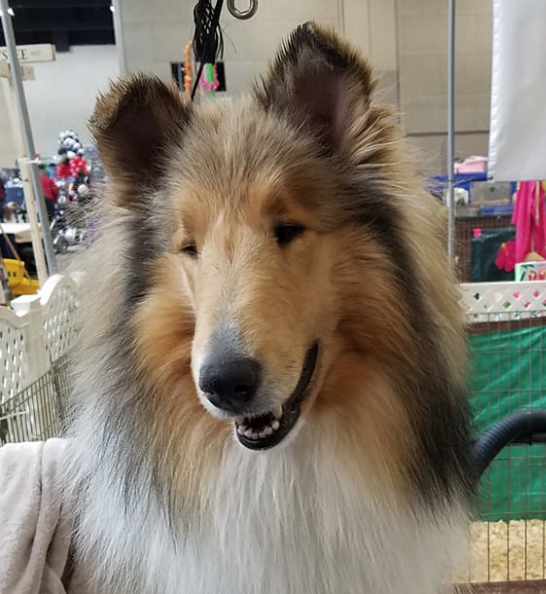 Collie club of sales america national 2019